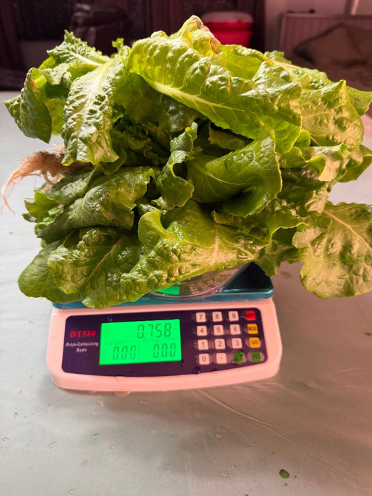 Buttercrunch Lettuce 3/4 lb, Sold out! Currently growing!