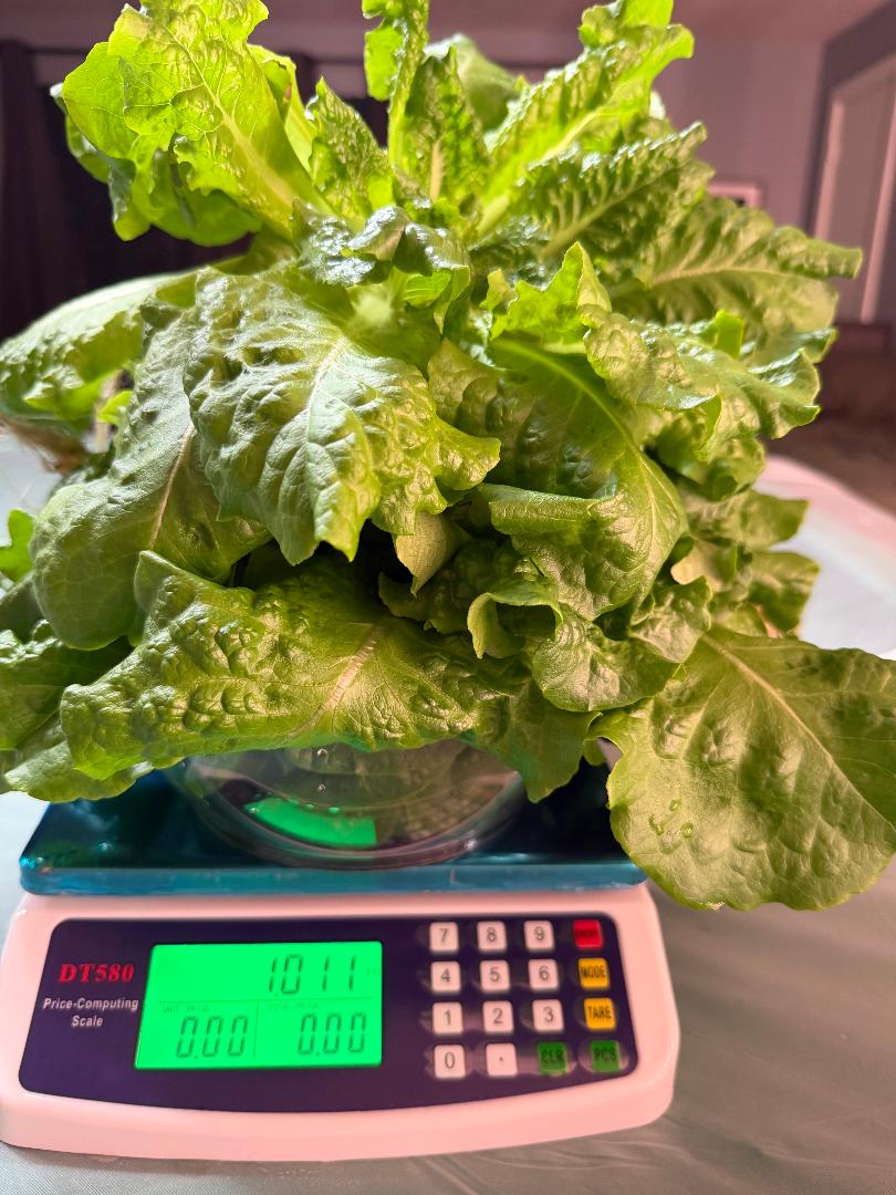 Buttercrunch Lettuce 1 lb, Sold out. Currently growing!