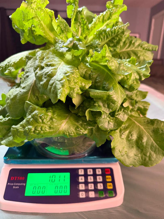 Buttercrunch Lettuce 1 lb, Sold out. Currently growing!