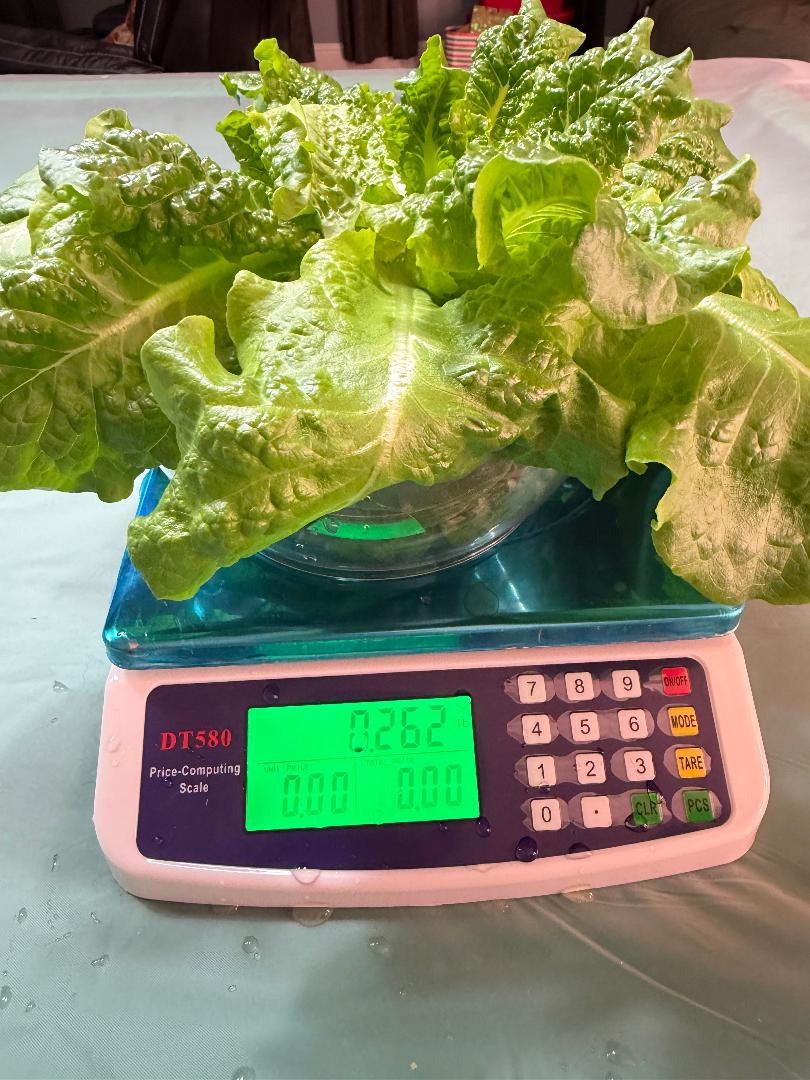 Buttercrunch Lettuce 1/4 lb, Ready for Harvest!
