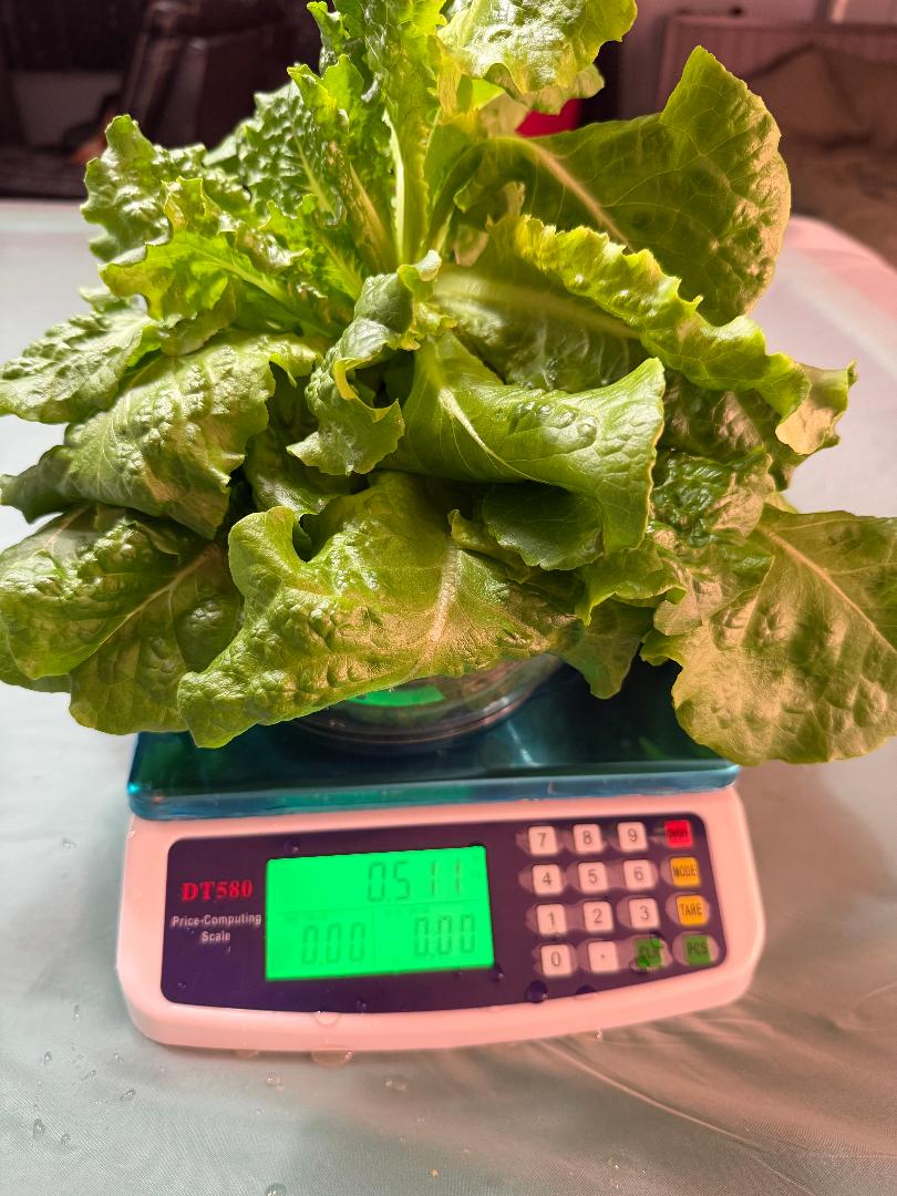 Buttercrunch Lettuce 1/2 lb, Ready for Harvest!